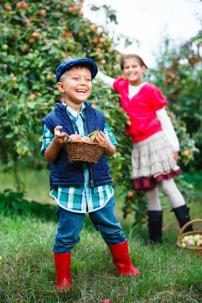 Roztomilý chlapec v jabloňový sad — Stock fotografie