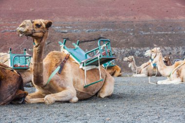 camel in lanzarote in timanfaya ... clipart