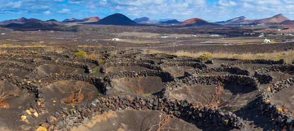 Viticulture winery lanzarote. — Stockfoto