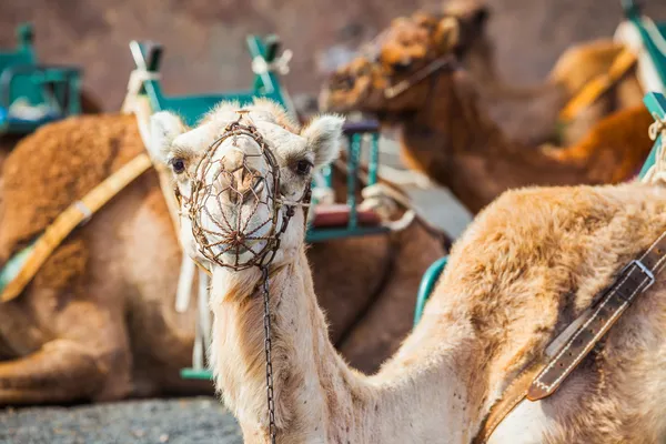 Velbloud na Lanzarote v Timanfaya ... — Stock fotografie