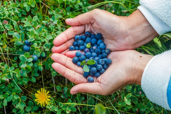 Wild ripe blueberry. — Stock Photo, Image