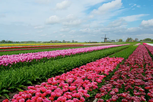 Tulipán rosa rojo y naranja . — Foto de Stock