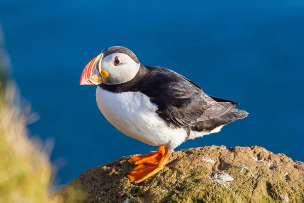 Puffin — стокове фото