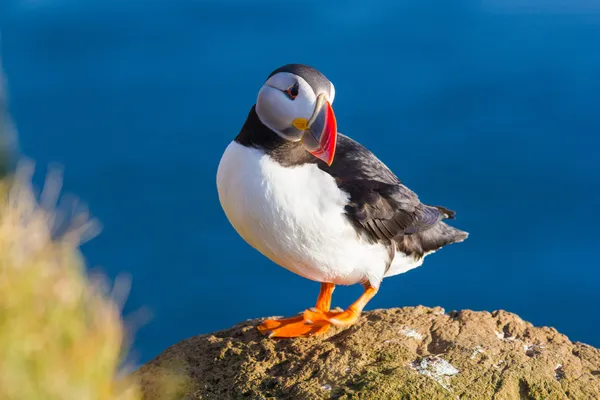 Puffin — Fotografie, imagine de stoc