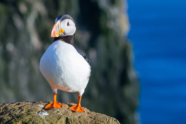 Puffin — стокове фото