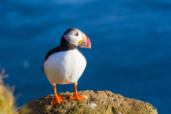 Puffin — Stock fotografie