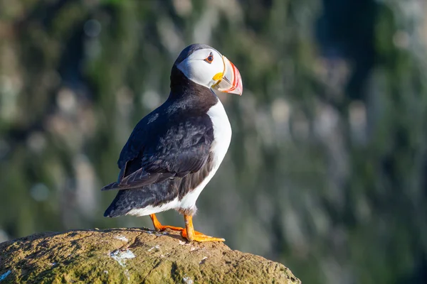 Puffin — Stock Photo, Image