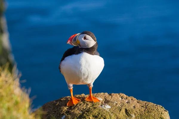 Puffin — Fotografie, imagine de stoc