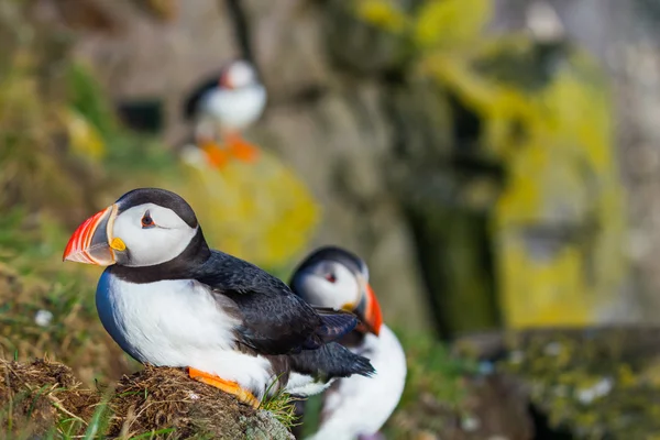 Puffin — Stock fotografie