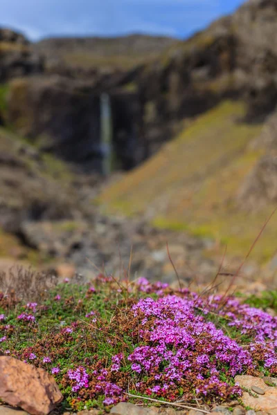 Iceland landscape — Stock Photo, Image