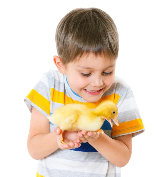Pojke med söta kycklingar — Stockfoto