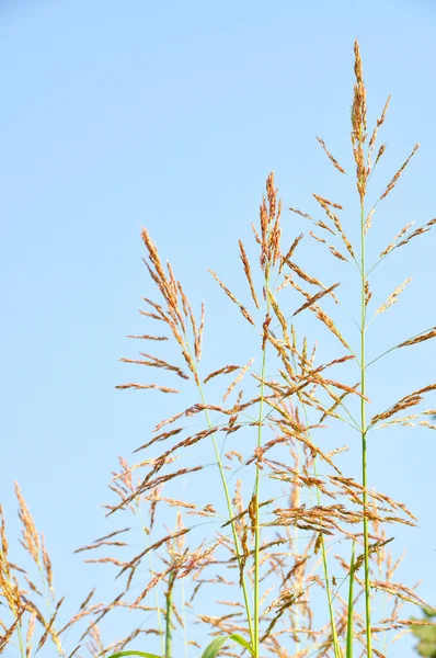 Cañas en verano — Foto de Stock