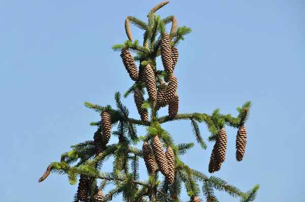 Árbol de pino — Foto de Stock