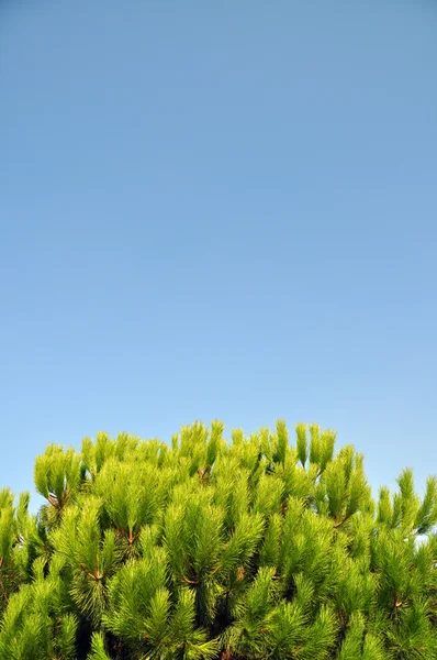 Pine tree — Stock Photo, Image