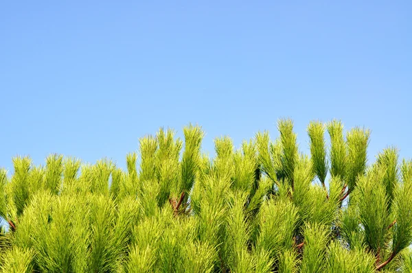 Pine tree — Stock Photo, Image