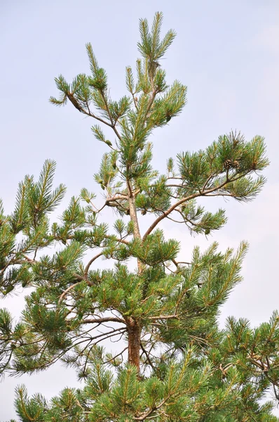 Arbre à pins — Photo