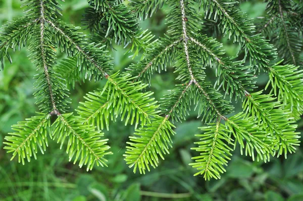 Pine tree — Stock Photo, Image