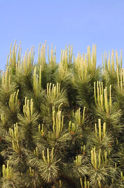 Pine tree — Stock Photo, Image