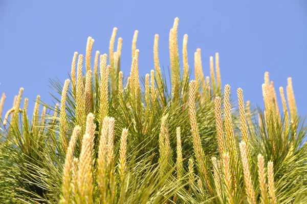 Árbol de pino — Foto de Stock