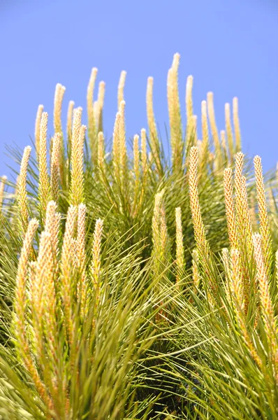 Dennenboom — Stockfoto