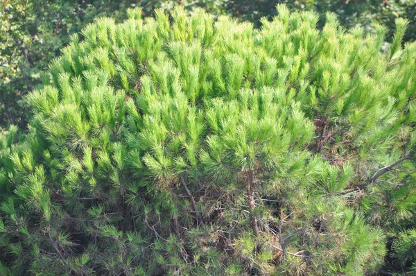 Árbol de pino —  Fotos de Stock