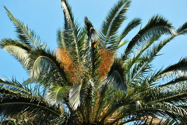 Palma — Foto Stock