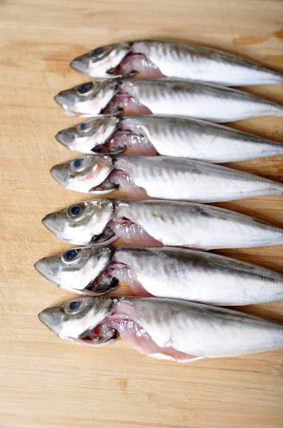 Frischer Fisch — Stockfoto