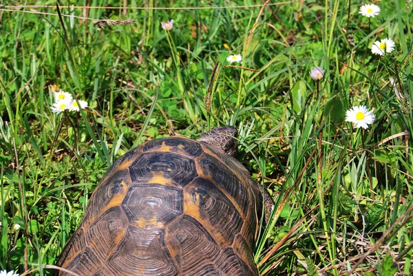 Tortuga — Foto de Stock