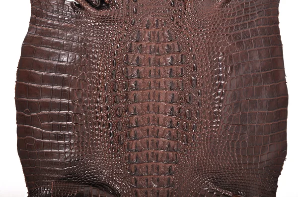 Crocodile cuir — Photo