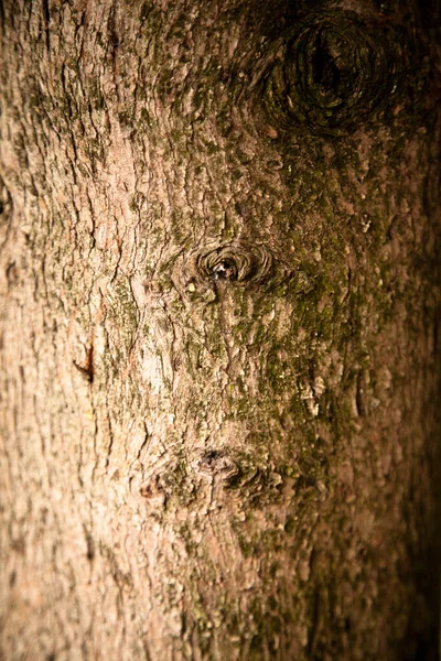 Brown Old Cypress Tree Bark Texture Detail Background Cypress Bark — Stock Photo, Image