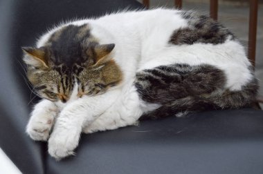 Yumuşak tüylü sevimli kedi rahat bir şekilde uyuyor, sarı siyah beyaz kedi şehirlerde yaşıyor.