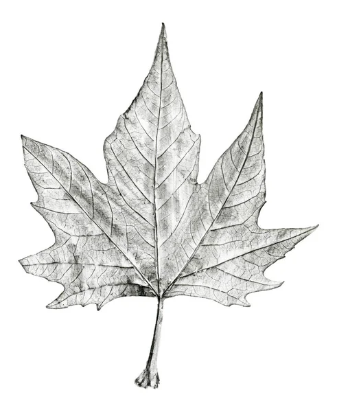 白地に描かれたシモアの木の葉の手 黒と白の鉛の鉛筆画 — ストック写真