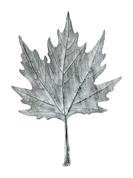 Sycamore Tree Leaf Hand Drawn Black White Lead Pencil Drawing — Stock Photo, Image