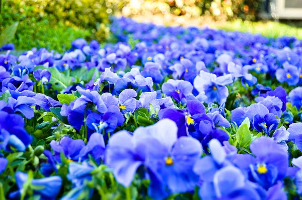 Güzel Mor Viyola Çiçekleri Yaz Bahçesinde Mis Kokulu Mor Menekşe — Stok fotoğraf
