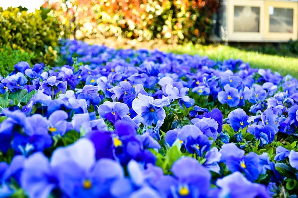 Hermosas Flores Violeta Viola Púrpura Jardín Verano Campo Violeta Púrpura —  Fotos de Stock