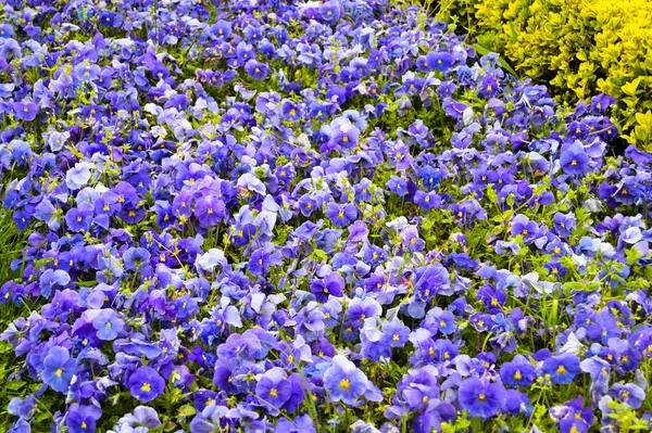 Krásné Fialové Viola Květy Letní Zahradě Voňavé Fialové Pole — Stock fotografie