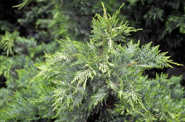 İğne yapraklı çam ağacı doğal ortamında, yeşil çam ağacı doğada