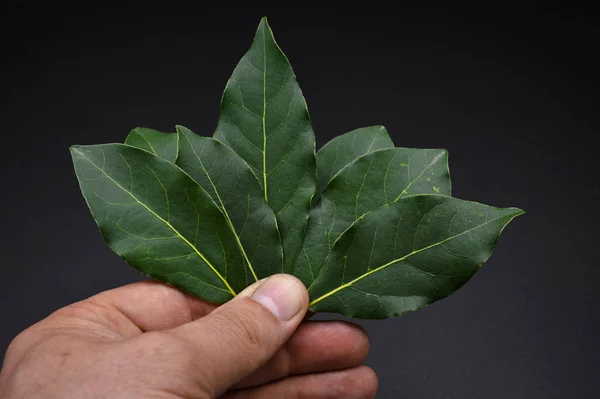 Daphne Leaf Aromatic Bay Leaf Laurus Nobilis Leaf Isolated Black — Stock Photo, Image