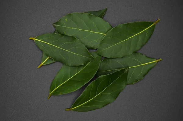 Daphne Leaf Aromatic Bay Leaf Laurus Nobilis Leaf Isolated Black — Stock Photo, Image