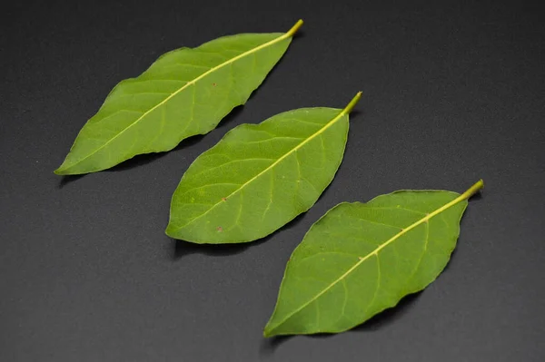 Daphne Leaf Aromatic Bay Leaf Laurus Nobilis Leaf Isolated Black — Stock Photo, Image