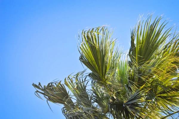 Hermosas Hojas Palmera Bajo Cielo Azul Fondo Tropical —  Fotos de Stock