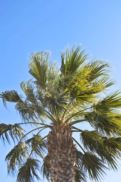 Mavi Gökyüzünün Altında Güzel Palmiye Yaprakları Tropik Arkaplan — Stok fotoğraf