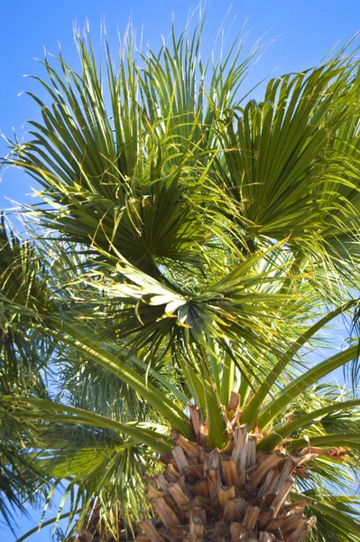 Prachtige Palmbladeren Onder Blauwe Hemel Tropische Achtergrond — Stockfoto