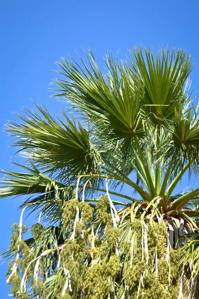 Hermosas Hojas Palmera Bajo Cielo Azul Fondo Tropical —  Fotos de Stock