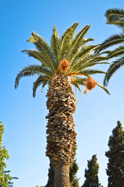 Belles Feuilles Palmier Sous Ciel Bleu Fond Tropical — Photo