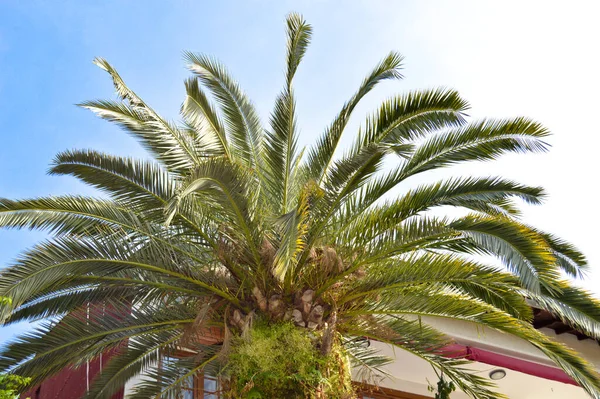 蓝天下美丽的棕榈树叶子 热带背景 — 图库照片