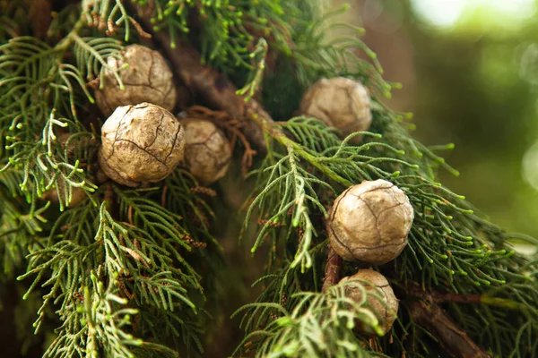 Naaldbladcipressenboom Zijn Natuurlijke Omgeving Groene Cipressenboom Natuur — Stockfoto