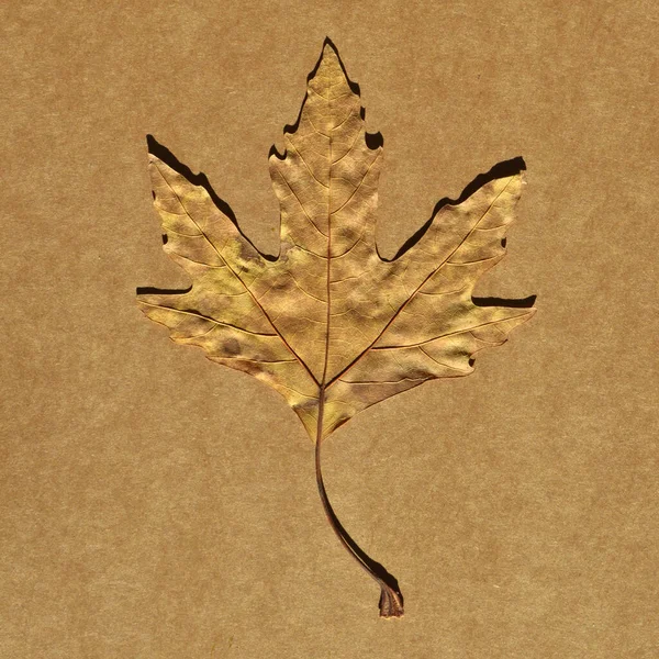 シモアブラウン秋の葉 異なる色の平面ツリーの秋の葉 ベージュと茶色の段ボールに隔離された — ストック写真