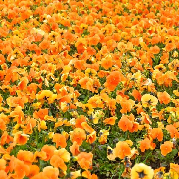 夏の庭の美しいオレンジ色の紫色のビオラの花 香りの良いオレンジ色の紫色のフィールド — ストック写真