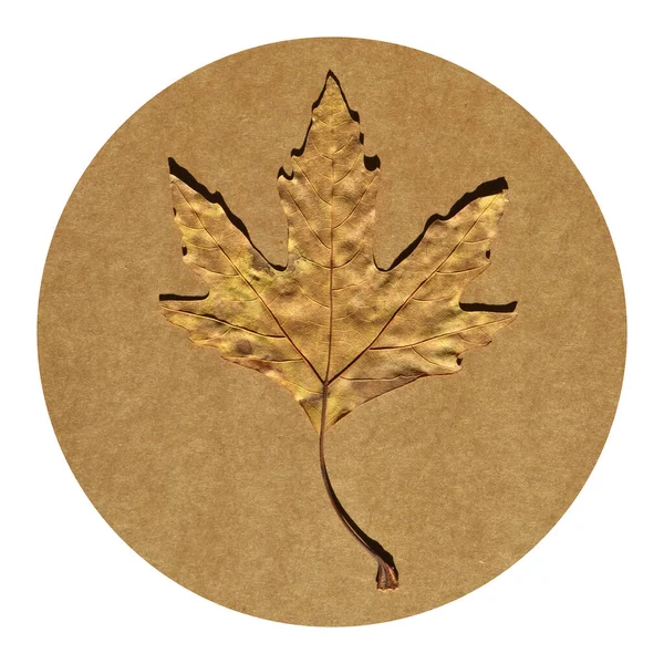 シモアブラウン秋の葉 異なる色の平面ツリーの秋の葉 ベージュと茶色の段ボールに隔離された — ストック写真